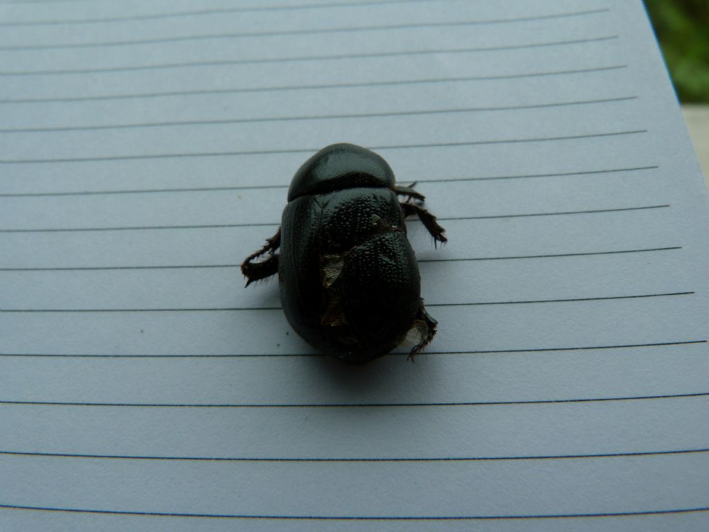 Geotrupidae? No. Pentodon sp. (Dynastidae)
